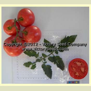 Pinkshipper Tomato