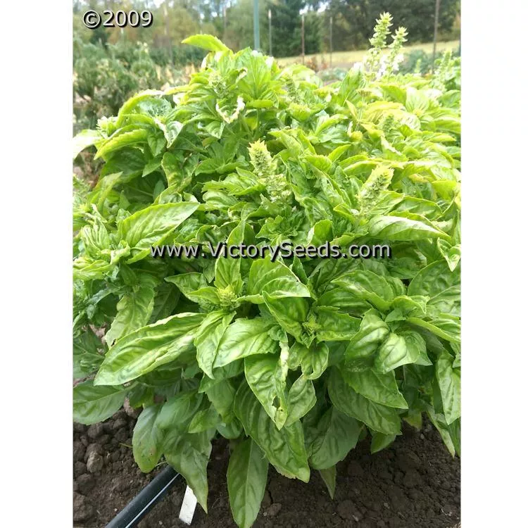 Basil, Lettuce Leaf
