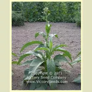 Greenwood Tobacco