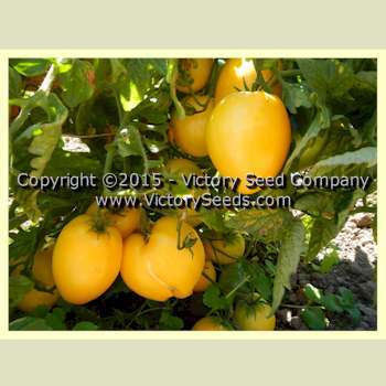 Dwarf Lemon Ice Tomato