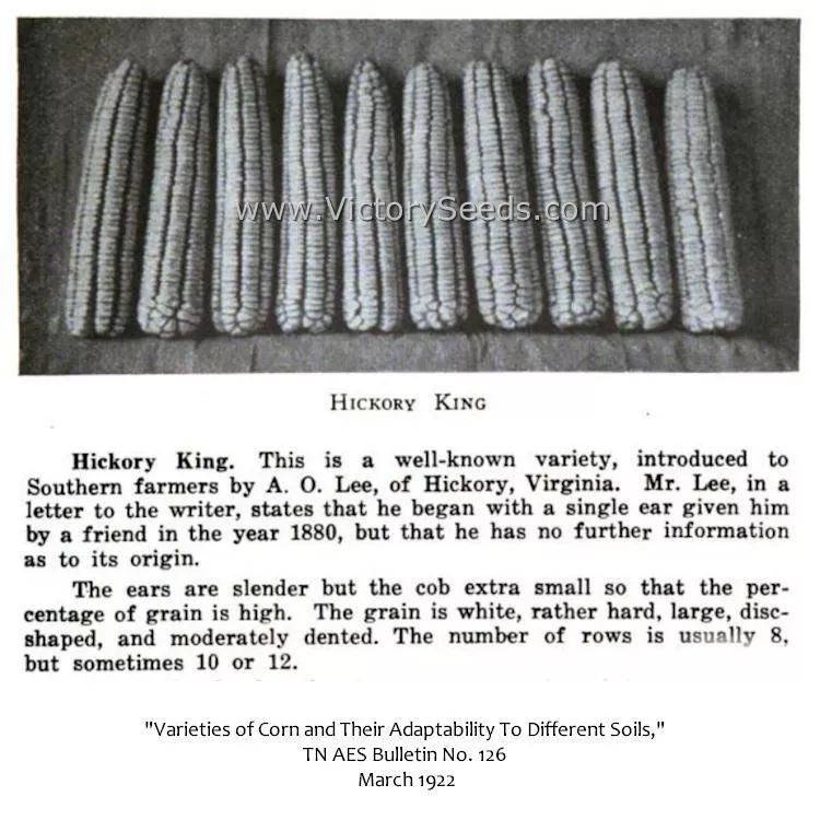 Hickory King White Dent Corn