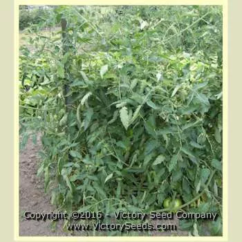 Anna Maria's Heart Tomato