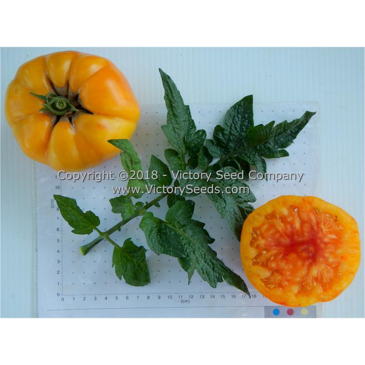 Dwarf Awesome Tomato
