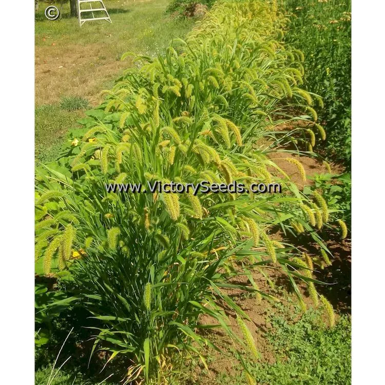 German Foxtail Millet