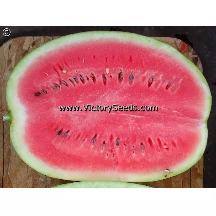 Crimson Sweet Watermelon