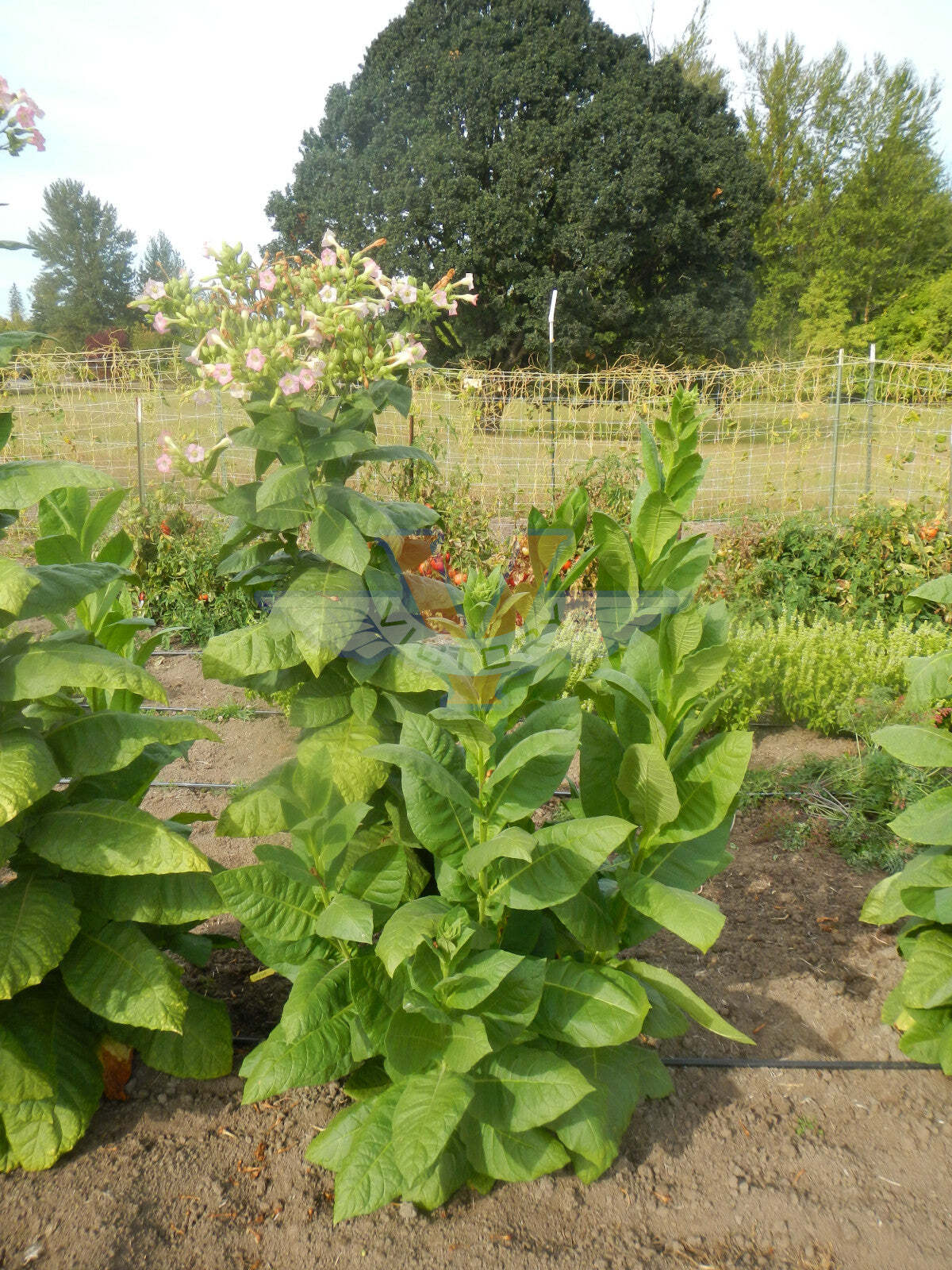 Smyrna Tobacco