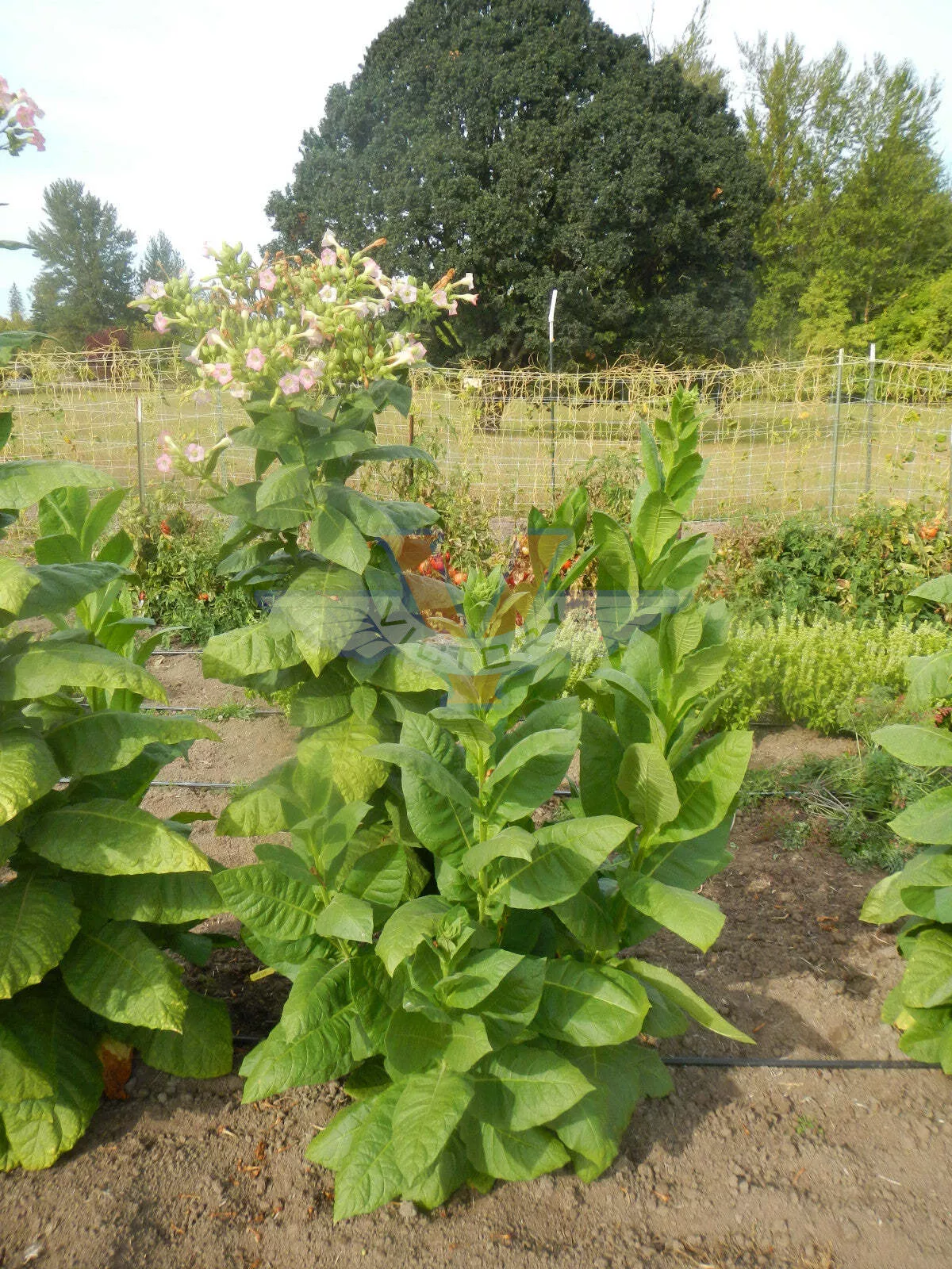 Smyrna Tobacco