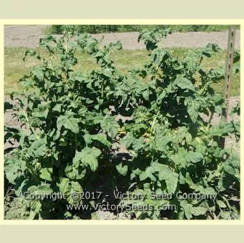 Barossa Fest Tomato