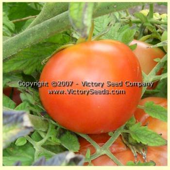 Livingston's Rosy Morn Tomato