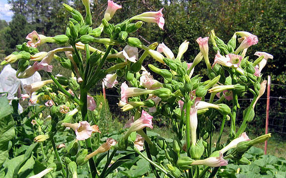 Tofta Tobacco