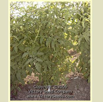 Livingston's Gold Ball Tomato