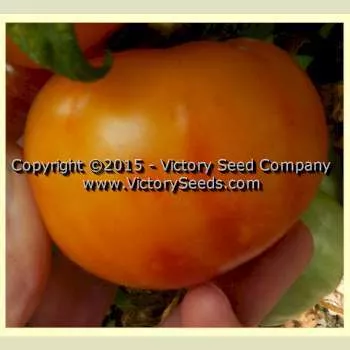 Dwarf Russian Swirl Tomato