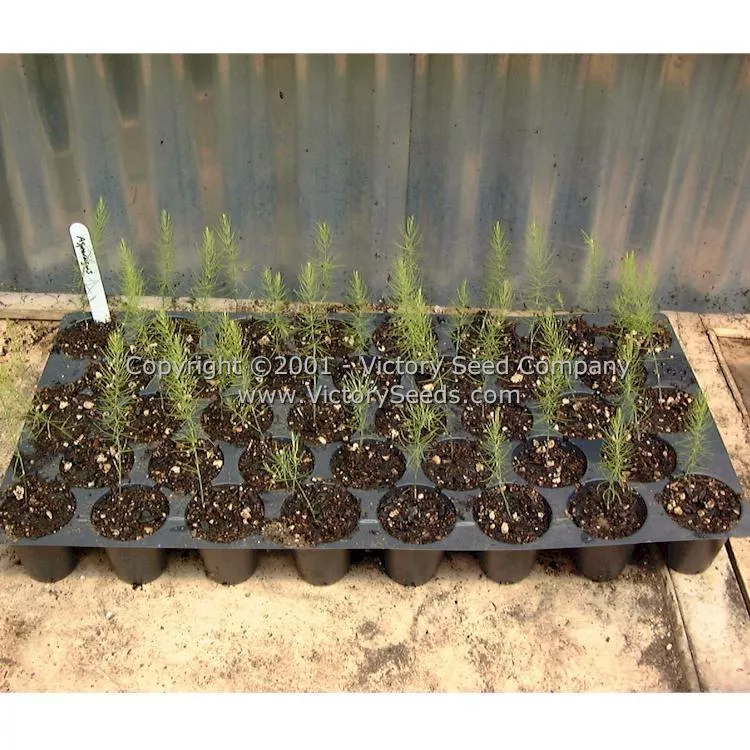 Mary Washington Asparagus
