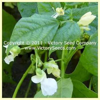 Jacob's Cattle Bush Dry Garden Bean