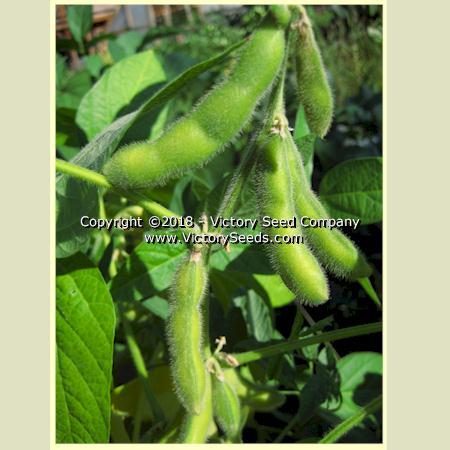 Ohozyu Soybean