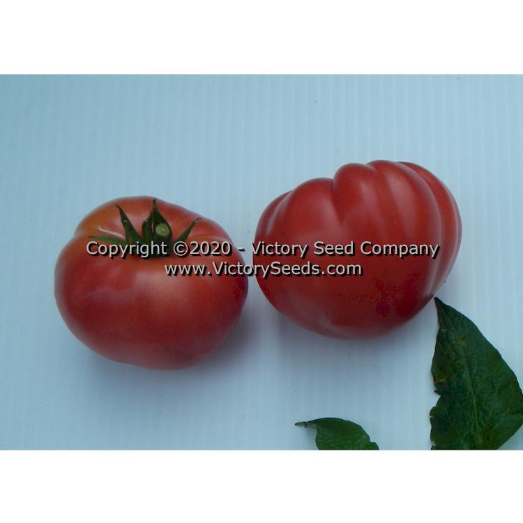Dwarf Zoe's Sweet Tomato