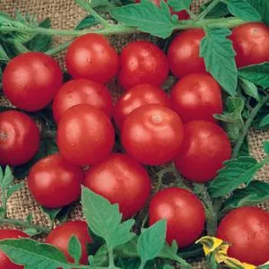 Tomato Seeds