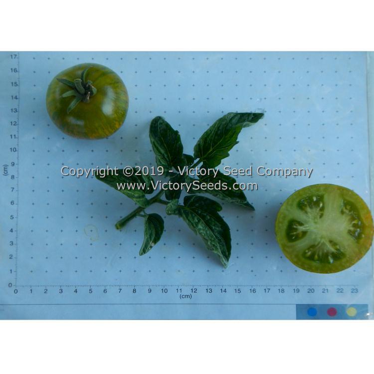 Dwarf Mint Streak Tomato