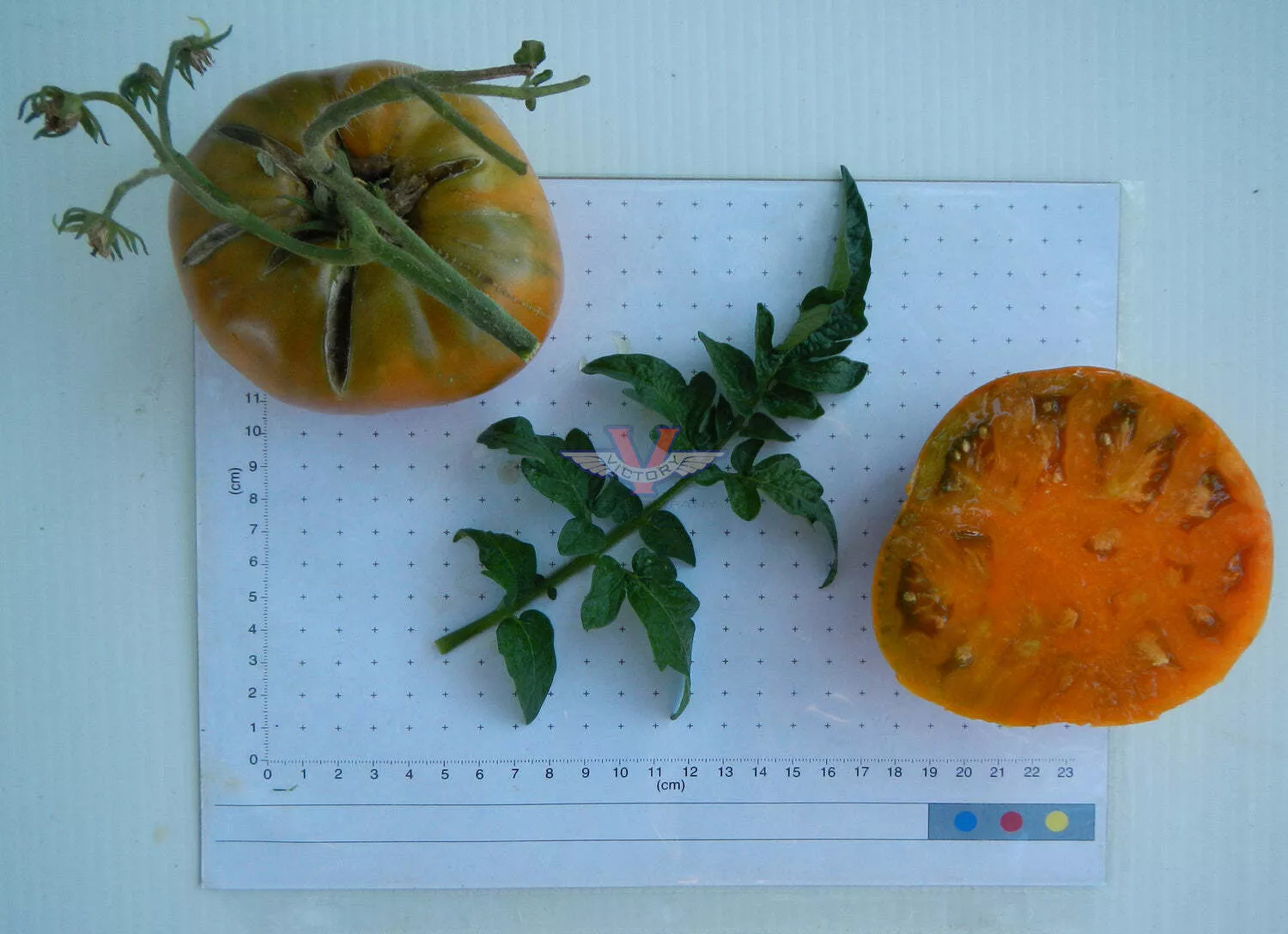 Uluru Ochre Tomato