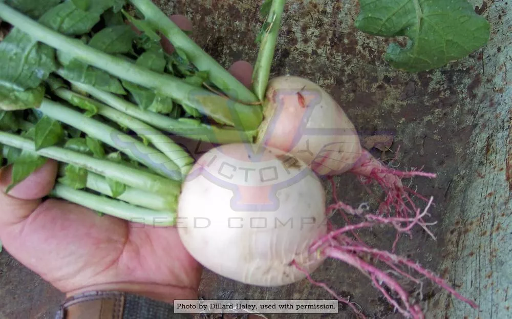 Watermelon Radish