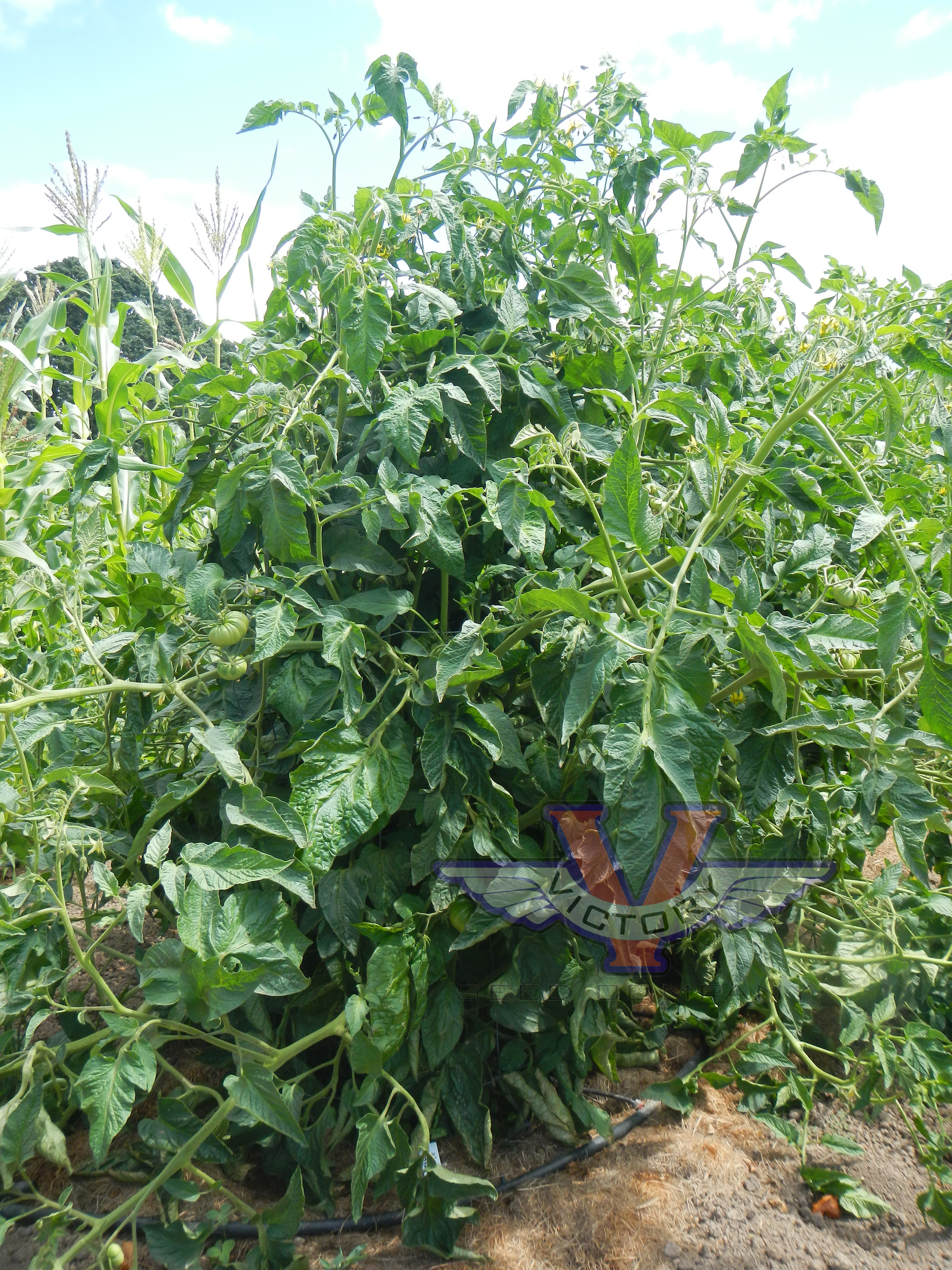 Abel Tomato