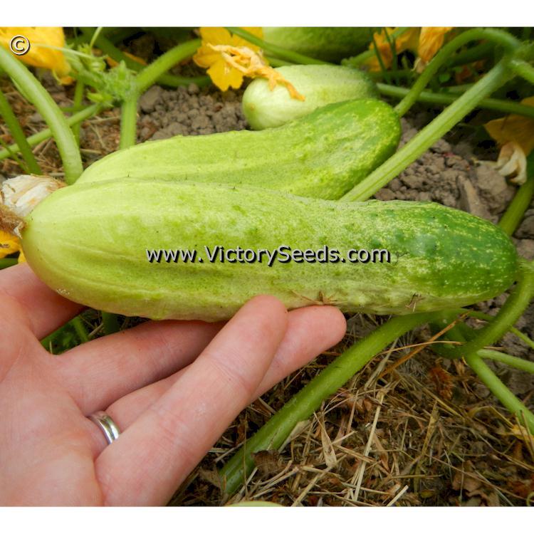 Rhinish Pickle Cucumber