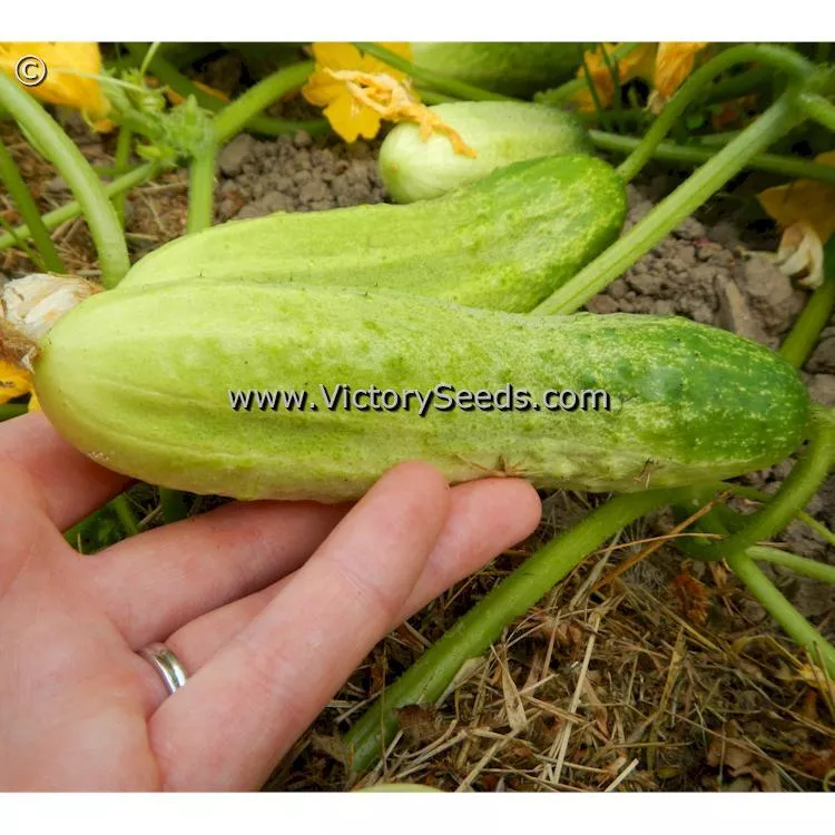 Rhinish Pickle Cucumber