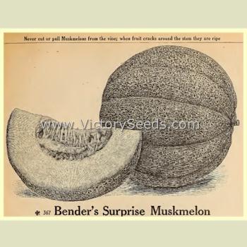 Bender's Surprise Muskmelon
