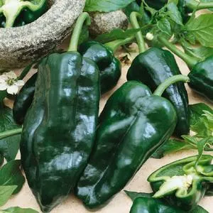 Poblano (Ancho) Hot Pepper