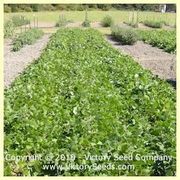 Montezuma Red Bush Dry Garden Bean