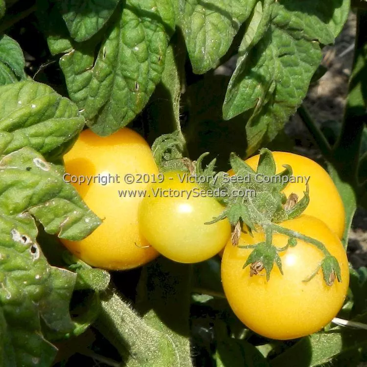 Dwarf Desert Star Tomato