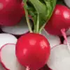 Early Scarlet Globe Radish