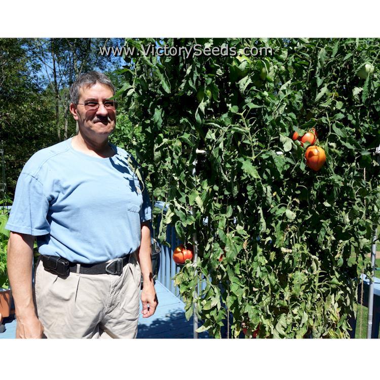 Cancelmo Family Heirloom Tomato