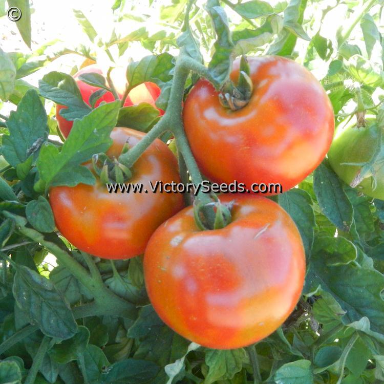 Santiam Tomato