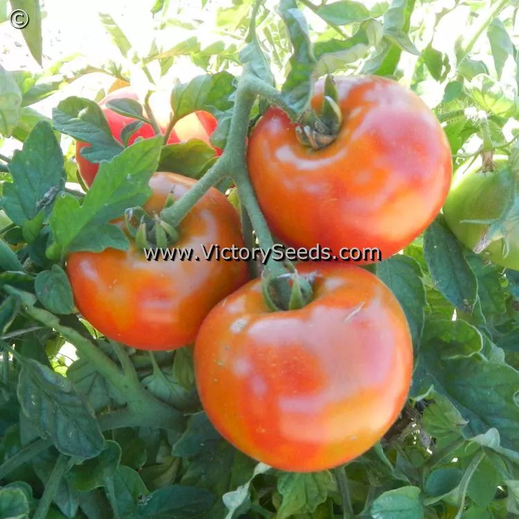 Santiam Tomato