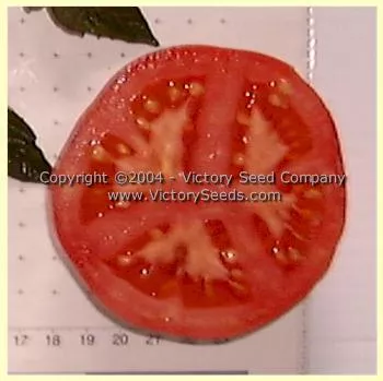 Louisiana Gulf State Tomato