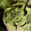 Winter Density Bibb-Romaine Lettuce