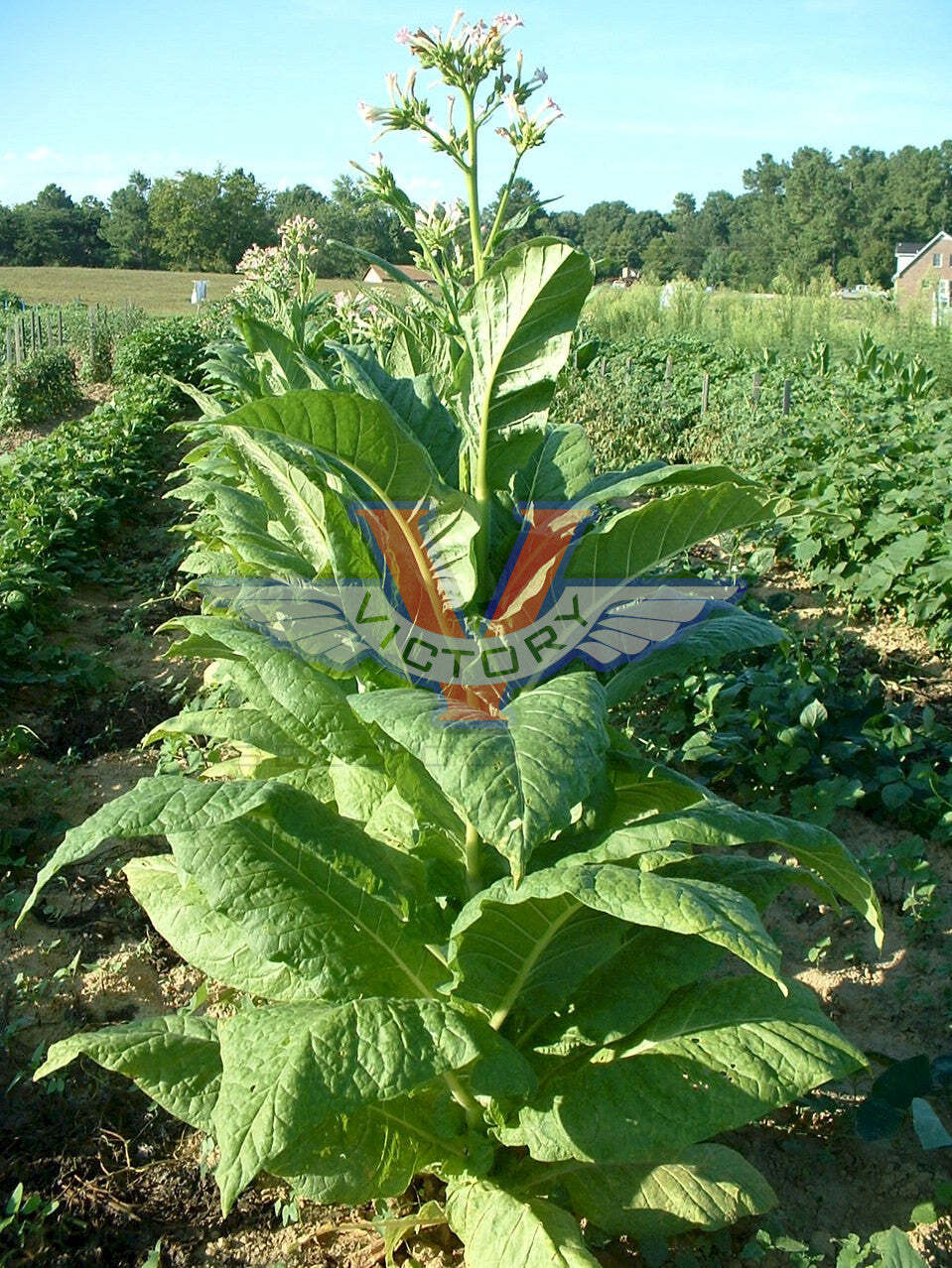 Barnett Special Tobacco