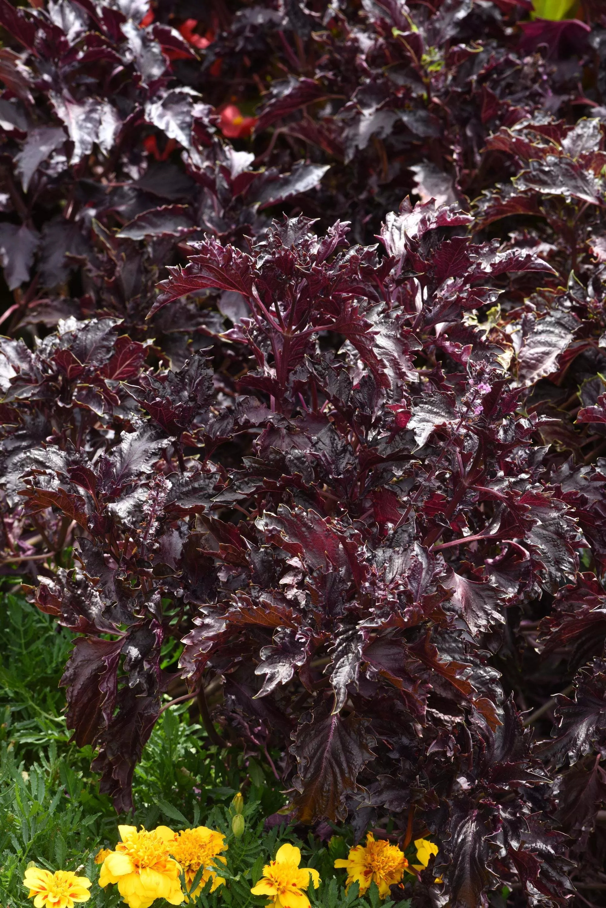 Basil, Purple Ruffles
