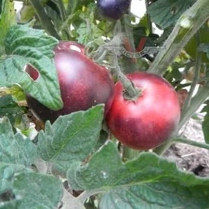 Gondwana Rose Tomato