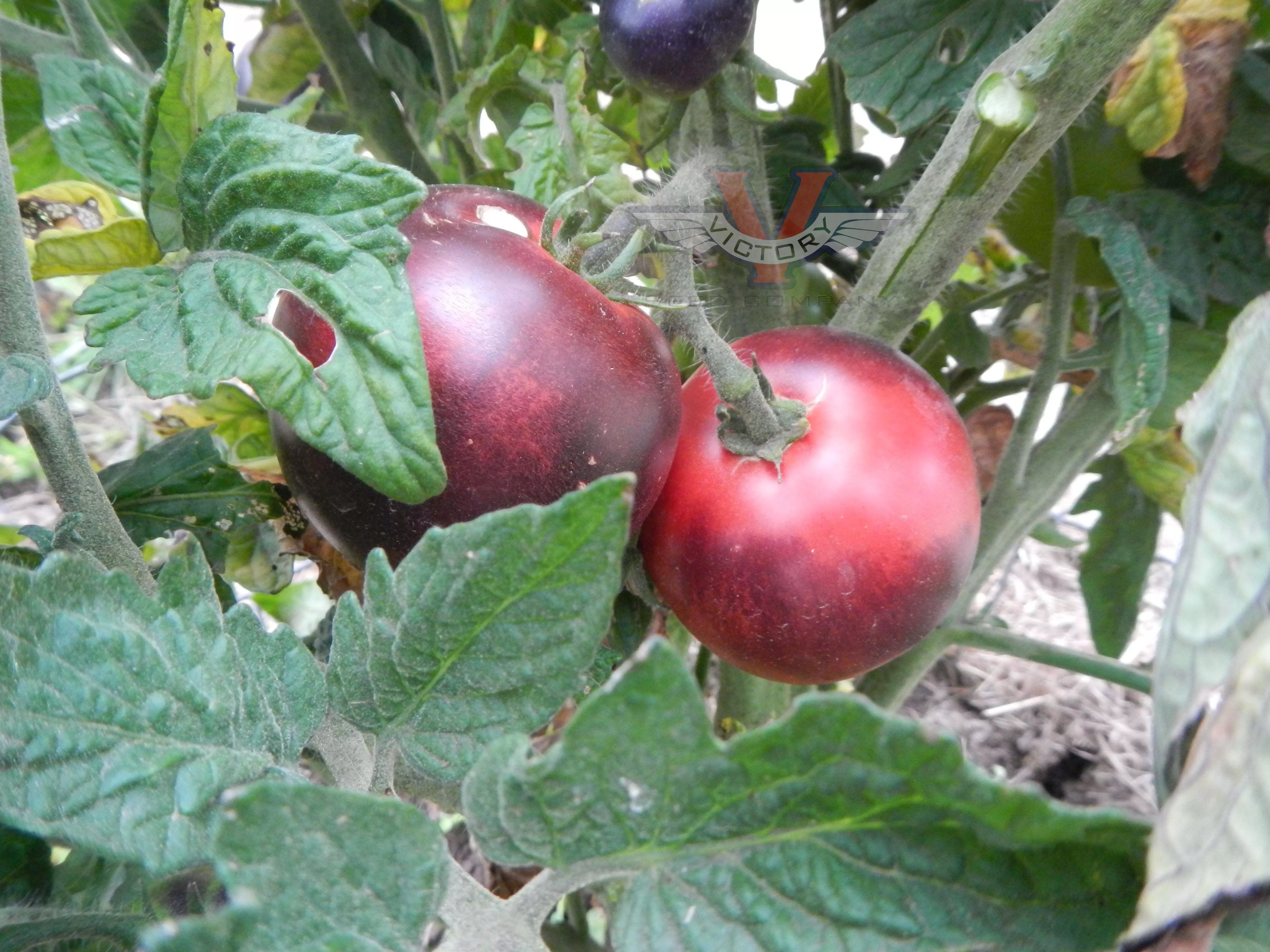 Gondwana Rose Tomato