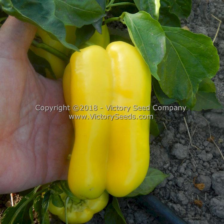 Zolostisty Pepper
