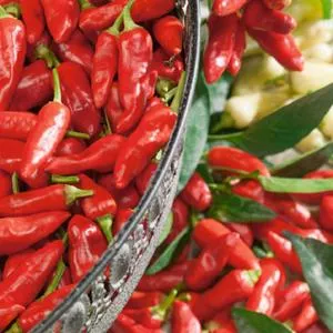 Italian Pepperoncini Pepper