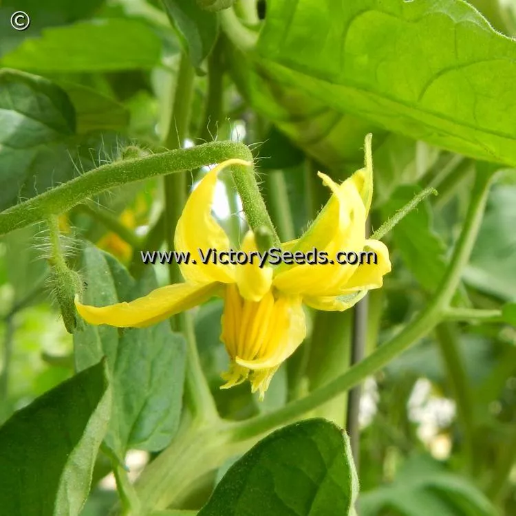 McGarity's Mortgage Lifter Tomato