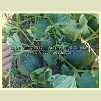 Crenshaw Melon