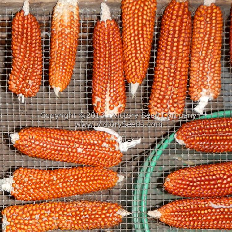 Floriani Red Flint Corn