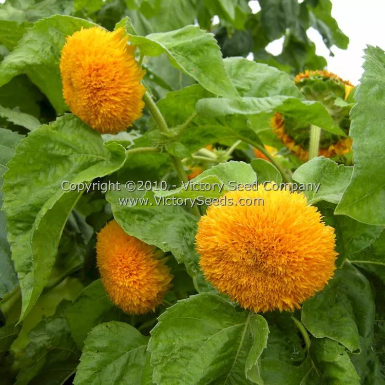Sungold Sunflower