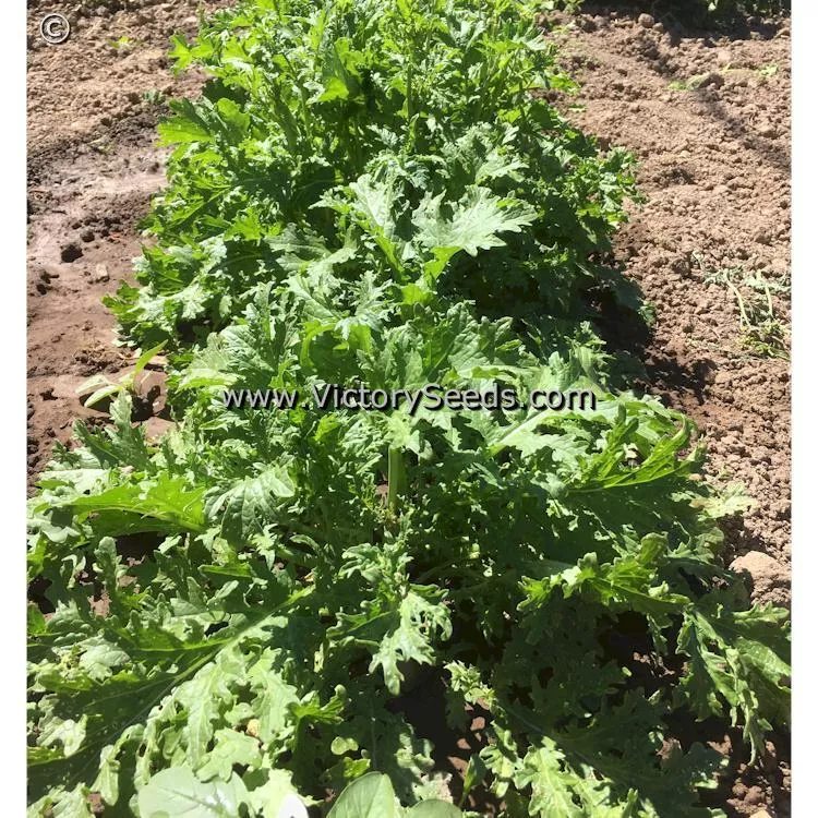 Old Fashioned Mustard Greens