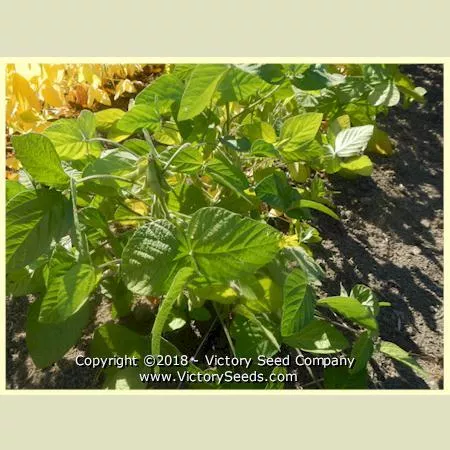 Midori Giant Soybean