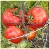 Livingston's Dwarf Stone Tomato